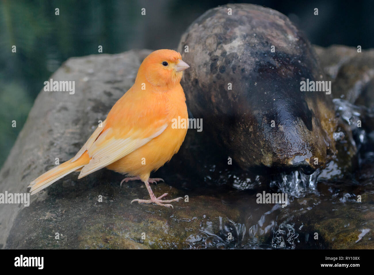 Canarie domestici, Karlsaue, Kassel, Hesse, Germania (Serinus canaria domestica) Foto Stock