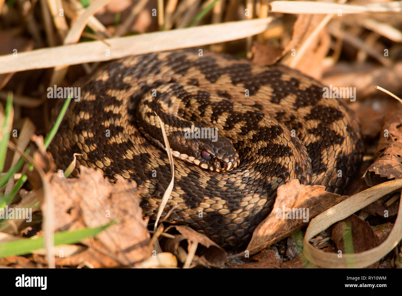 Politica europea comune in materia di sommatore (Vipera berus) Foto Stock