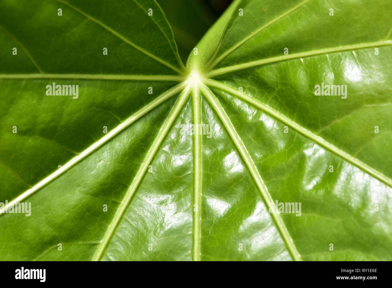 Dettaglio dei grandi shiny foglia verde con chiaramente visibile semplice venatura palmate. Foto Stock
