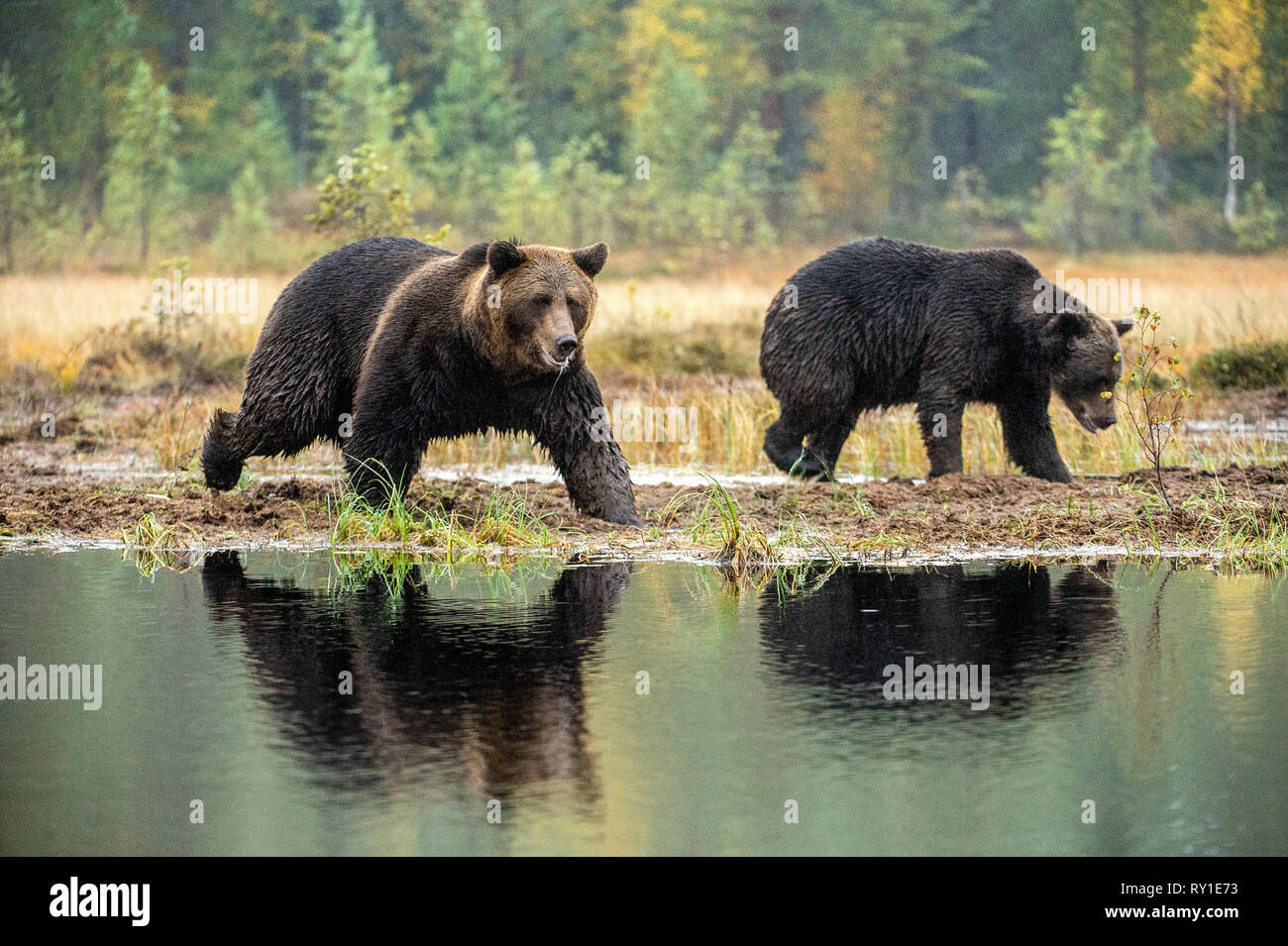 Un orso bruno sul bog. Adulto Wild grande orso bruno . Nome scientifico: Ursus arctos. Habitat naturale. La stagione autunnale. Foto Stock
