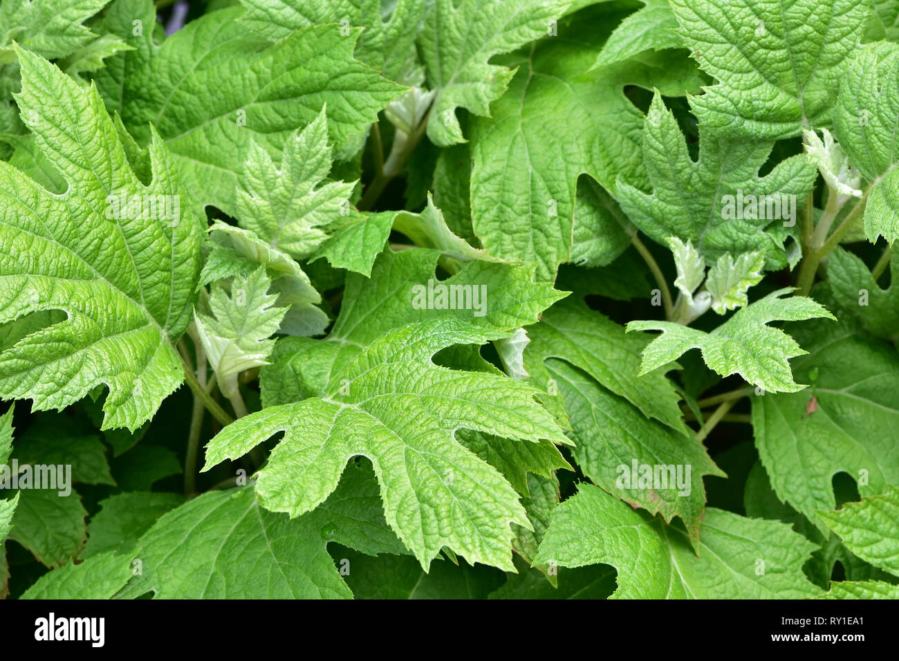 Foglie dense pattern con struttura superficiale e semplice venatura palmate con brochidodromous secondâ€order vene. Foto Stock