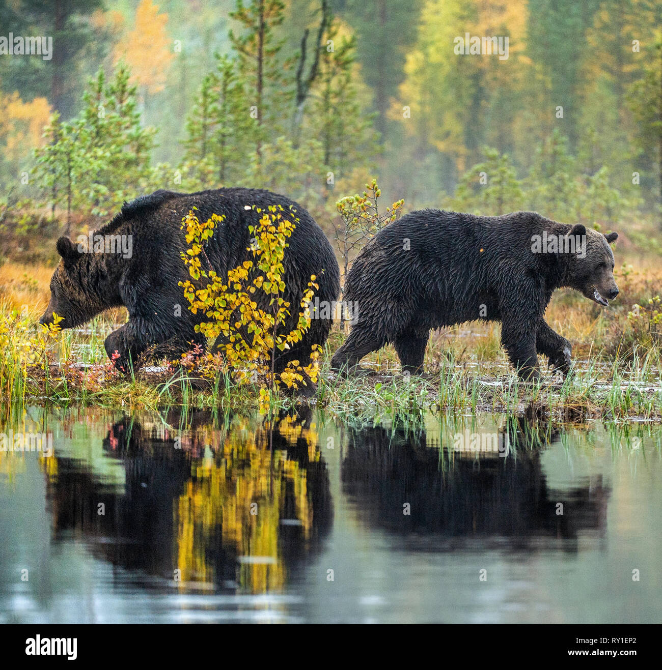 Un orso bruno sul bog. Adulto Wild grande orso bruno . Nome scientifico: Ursus arctos. Habitat naturale. La stagione autunnale. Foto Stock