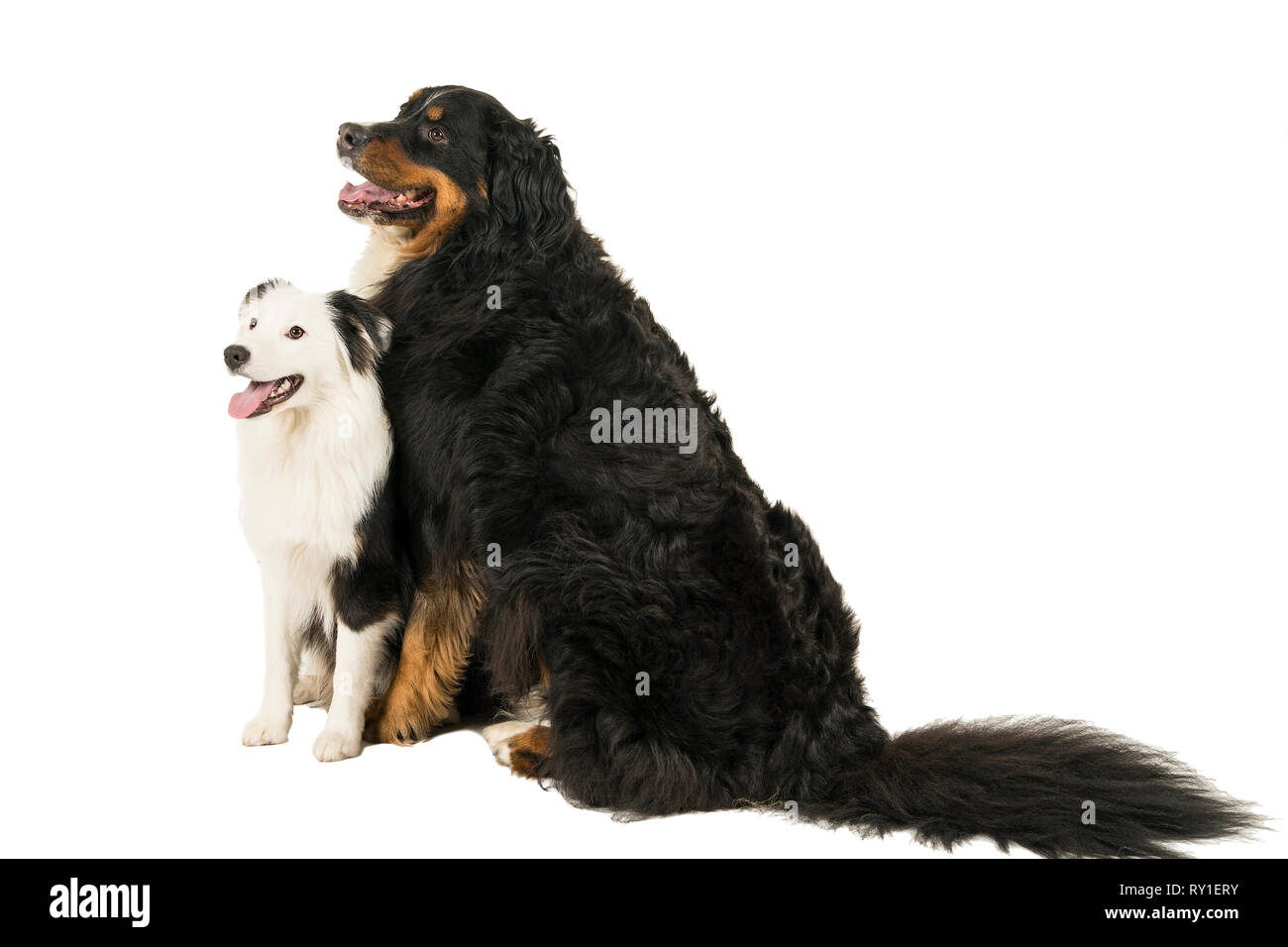 Berner Sennen Mountain e Australian Shepherd dog sitter su sfondo bianco Foto Stock