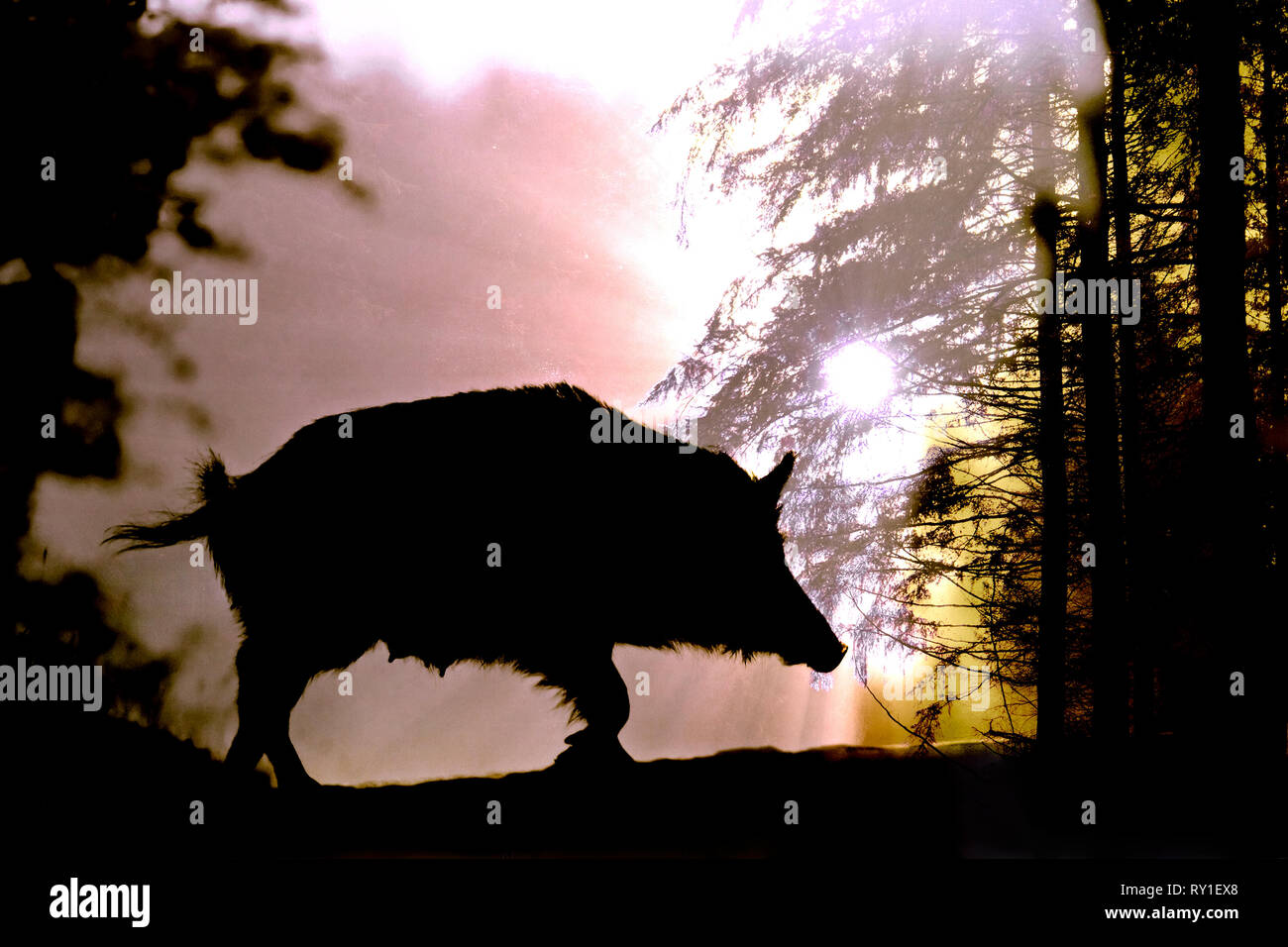 Inghilterra, Gloucestershire, Foresta di Dean. Cinghiale europeo (Sus scrofa) seminare attraversando radura nel bosco. Foto Stock