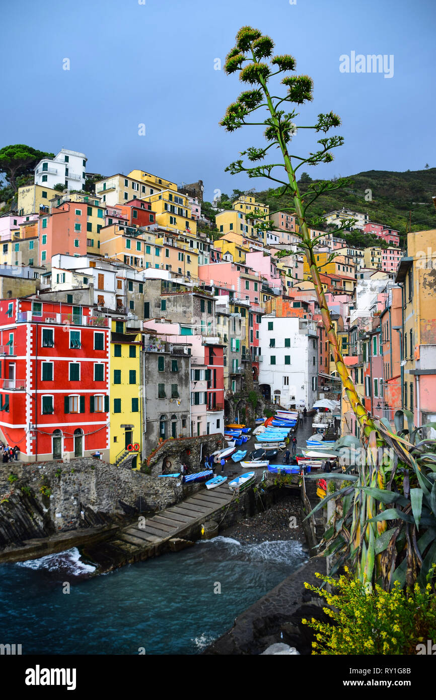 Impianto di secolo, Riomaggiore Cinque Terre e la Riviera Italiana, Italia Foto Stock