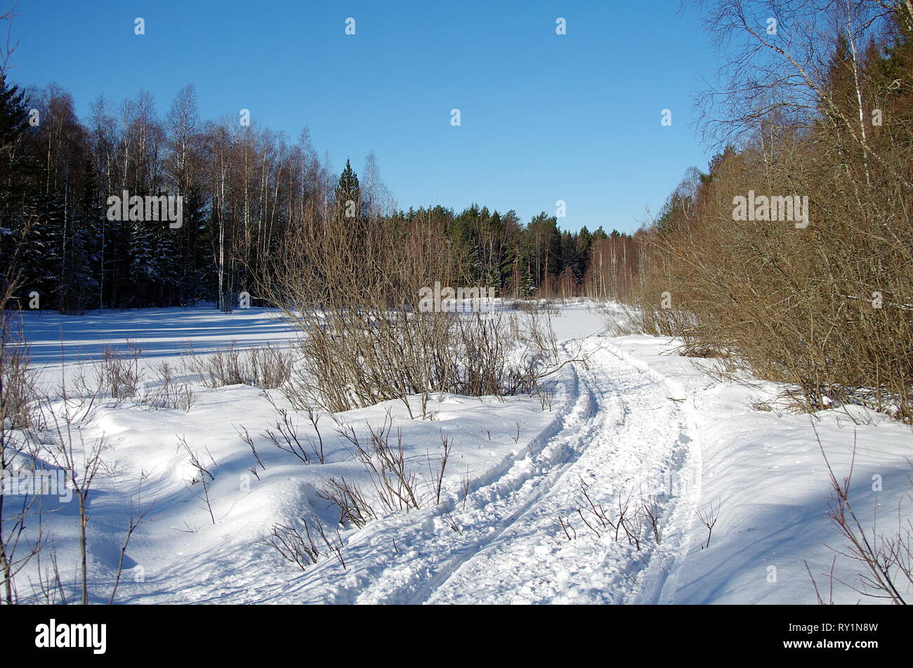 Bellissimi paesaggi invernali nella foresta in una fredda giornata soleggiata in Svezia. Foto Stock