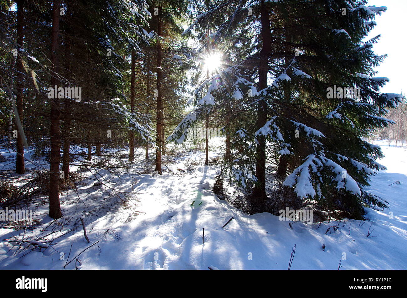 Bellissimi paesaggi invernali nella foresta in una fredda giornata soleggiata in Svezia. Foto Stock