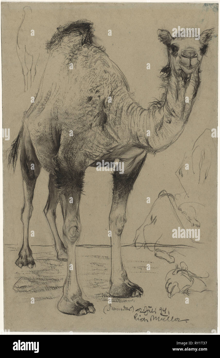 Dromedario, 1894. Richard Müller (Austriaco, 1874-1930). Gesso nero o un pastello (?) (sfregato in luoghi); foglio: 60,8 x 40,2 cm (23 15/16 x 15 13/16 in Foto Stock