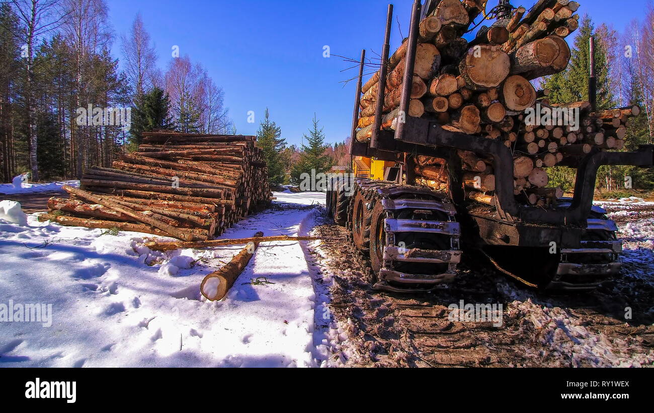 Approfondimento della grande log essendo trasferito al carrello dalla Trincia forestale Foto Stock