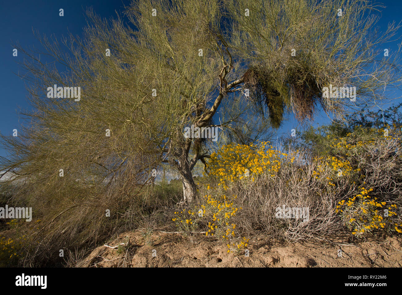 El Pinacate, MPO. Puerto Peñasco, Sonora, Messico Foto Stock