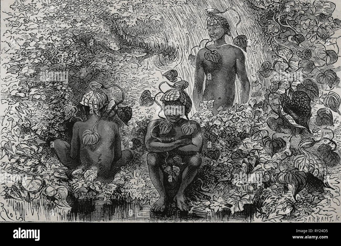 America equonoccial. La Colombia. I copricapo di Aristolochia. incisione del XIX secolo. Foto Stock