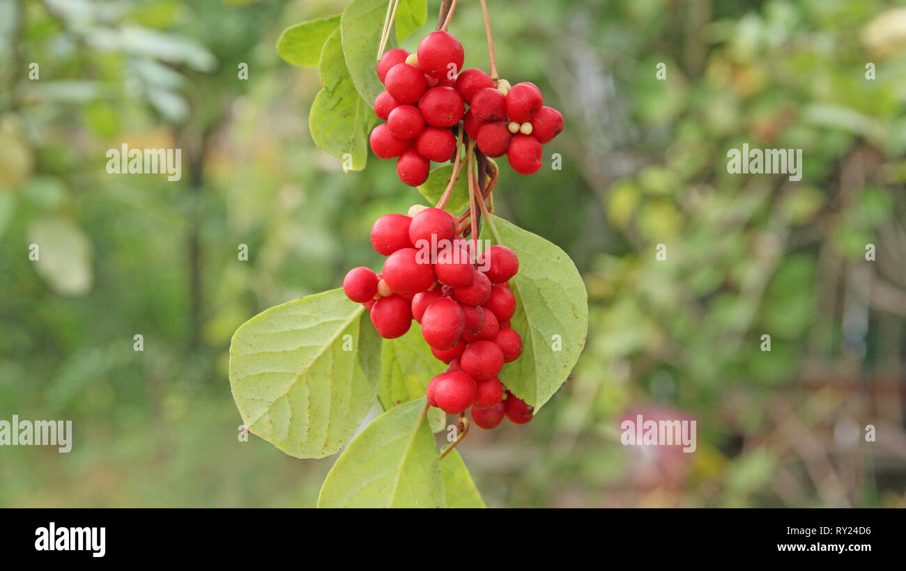 Succursali di schisandra rosso. Cluster di ripe schizandra. Il raccolto della pianta utile. Red schizandra appeso sul ramo verde. Schizandra chinensis pianta con Foto Stock