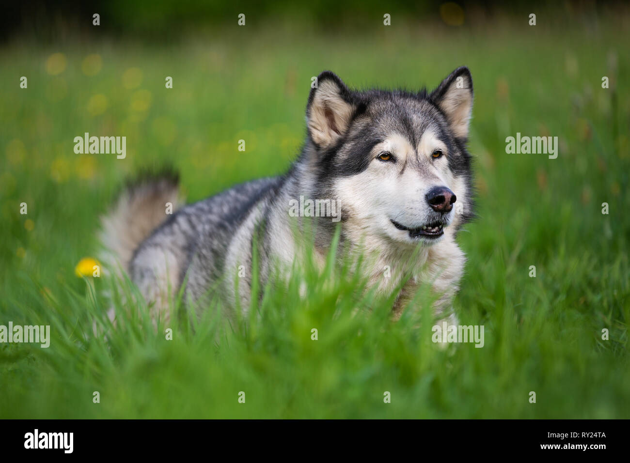 Alaskan Malamute Cane giacente in erba Foto Stock