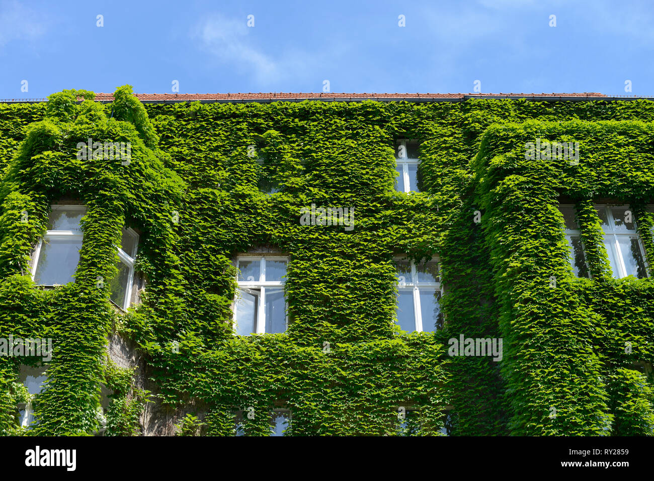 Fassadenbegruenung, Regensburger Strasse, Schoeneberg, Berlino, Deutschland Foto Stock