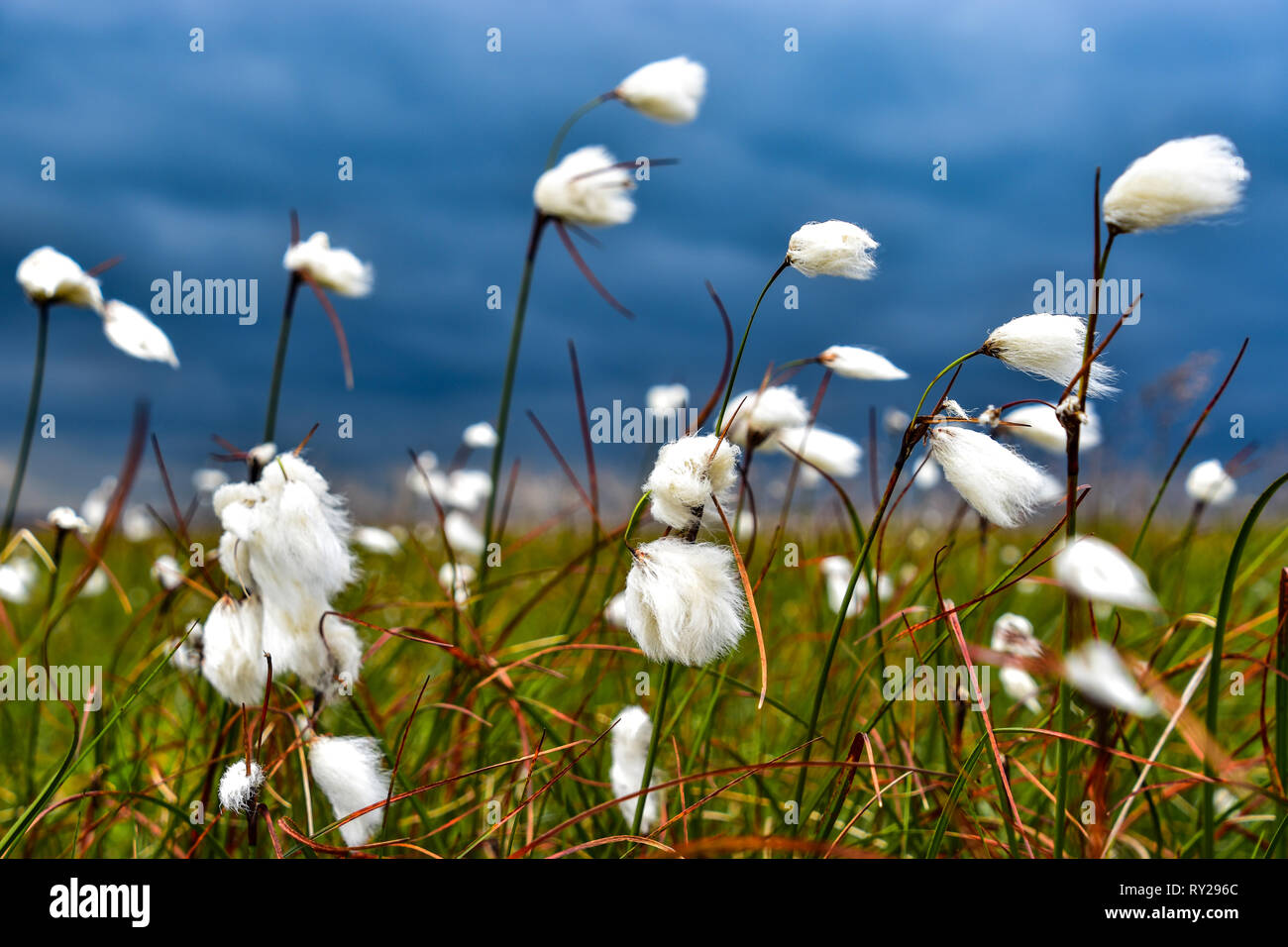 Cotone Grass o Bog Cotton soffia nel vento sullo sfondo di cieli oscuri e minacciosi Foto Stock