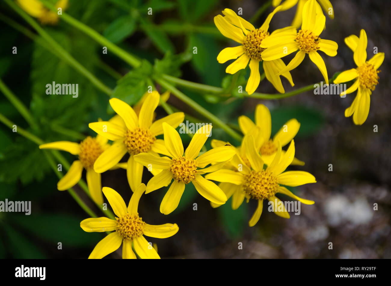 Fioritura di fiori di colore giallo Foto Stock