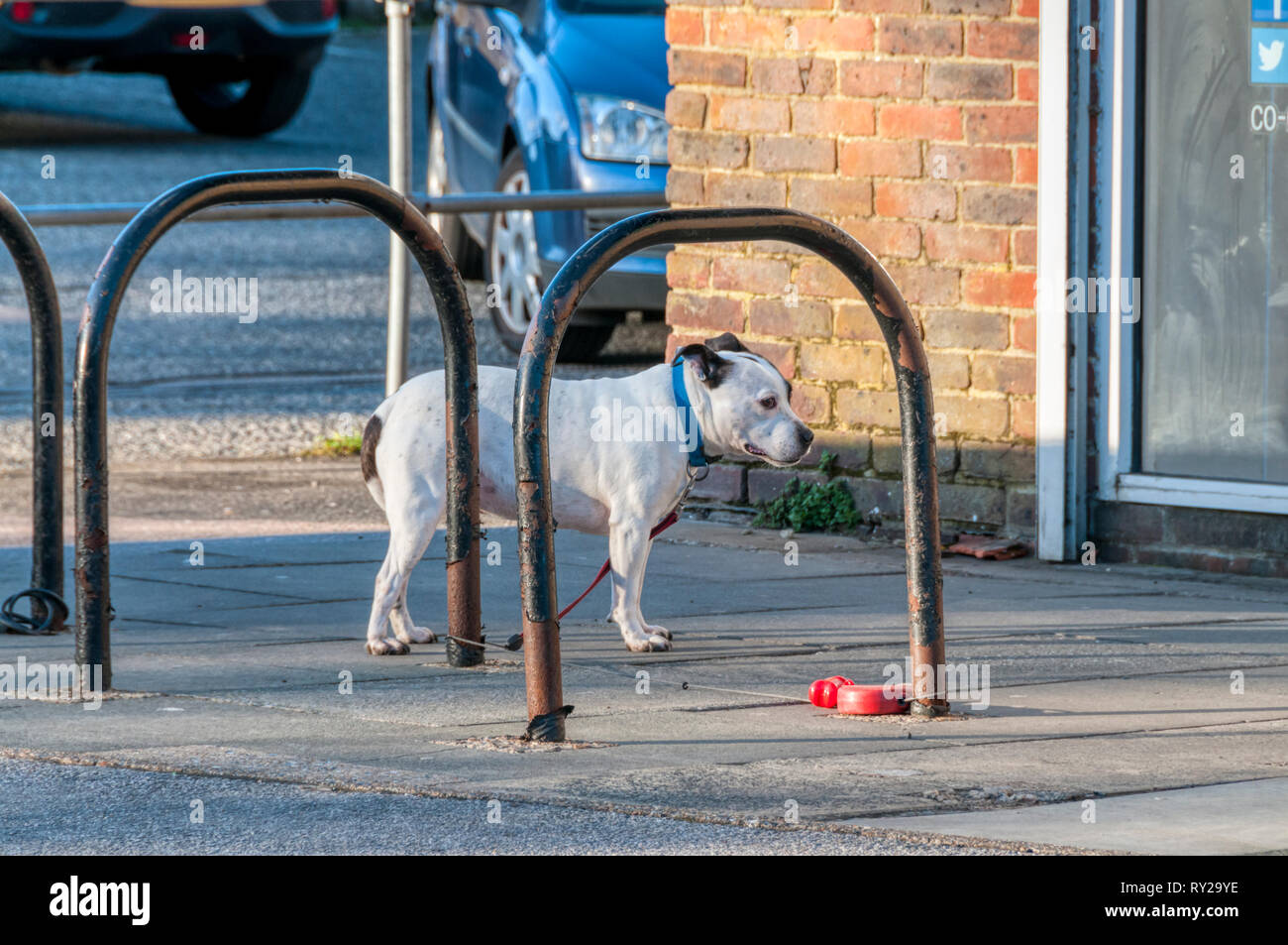 Un cane legato al di fuori di un negozio, attesa per il suo titolare di ritorno. Foto Stock