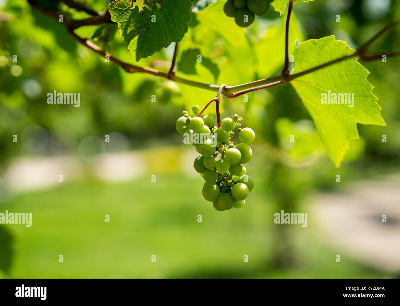 Organico verde uva appeso dal vitigno con i vecchi tronchi di alberi in estate Foto Stock