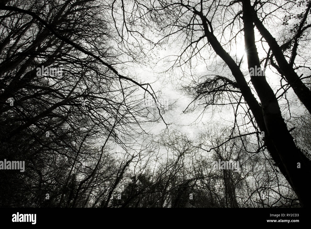L'Europa, l'Inghilterra, la Foresta di Dean. Inverno sfrondato albero canopy astratta. Foto Stock