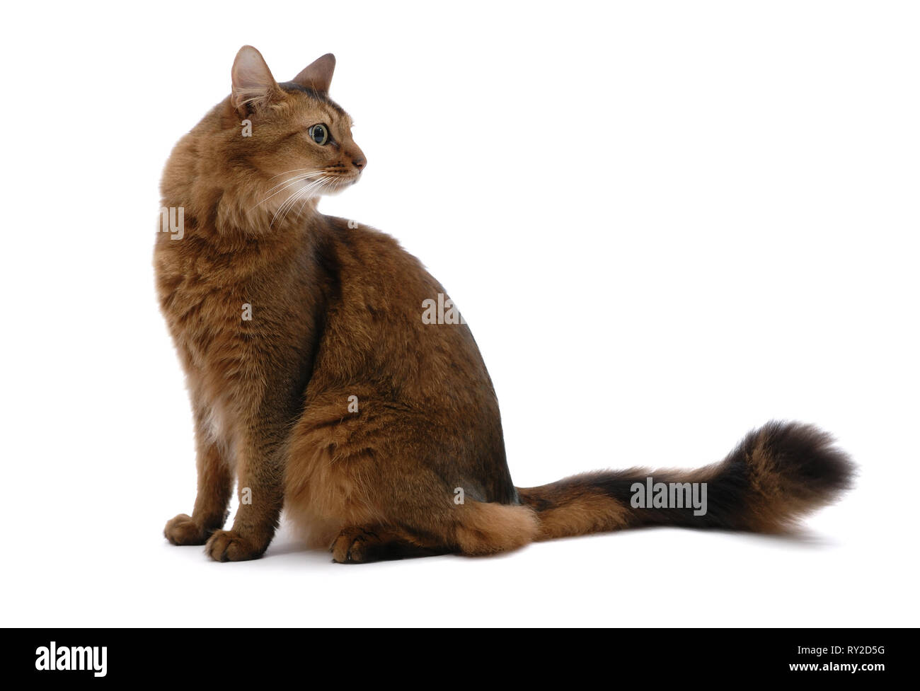 Ritratto di gatto somalo - isolato su sfondo bianco Foto Stock