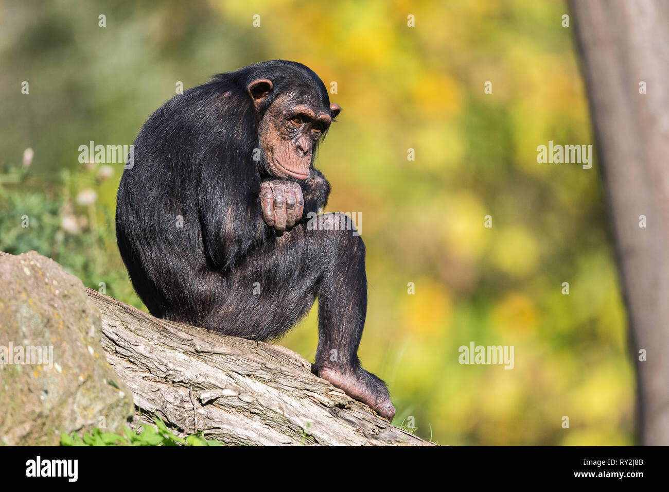 Ein Schimpanse sitzt auef einem Bauem uend stueetzt den Kopf gelangweilt auef den braccio in der ZOOM-Erlebniswelt Gelsenkirchen, 15.10.2017 Bildnachweis: Foto Stock