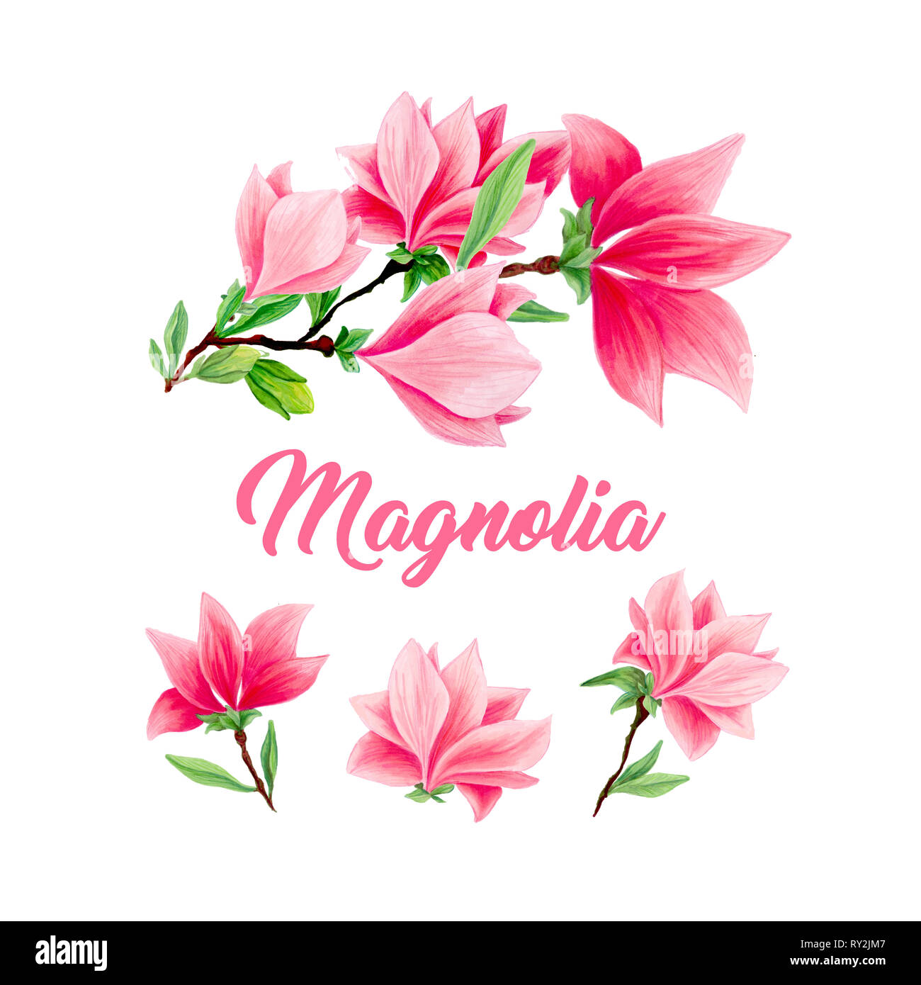 Magnolia bouquet di fiore in fiore, bella casa decor e design di interni, illustrazioni isolate set. Rosa bozzetto floreale di disegni. La molla blossom realistico cliparts. Matita di fiori di campo texture. Foto Stock