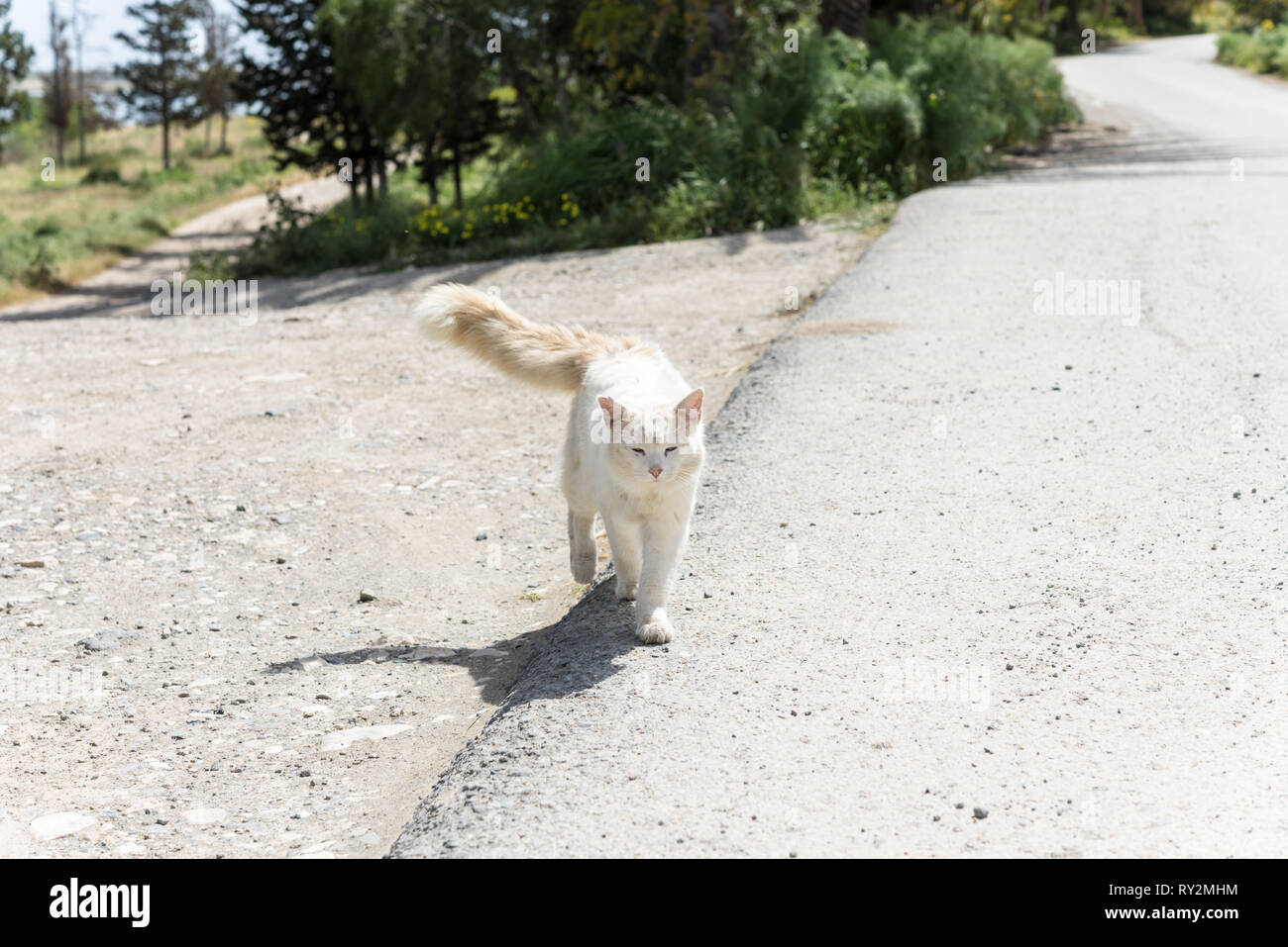 Stray gatto selvatico con heterochromia - blu e gli occhi castani - Cipro Foto Stock