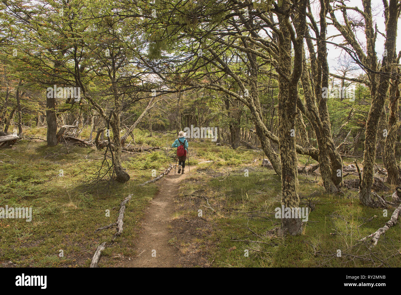Il Trekking in un lenga (faggio) foresta, Patagonia Parco Nazionale, Aysen, Patagonia, Cile Foto Stock
