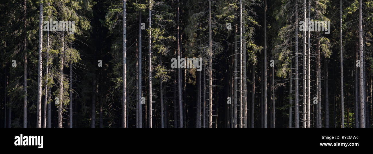 Foresta di Pini di background. Dritto tronchi d'albero. Foto Stock