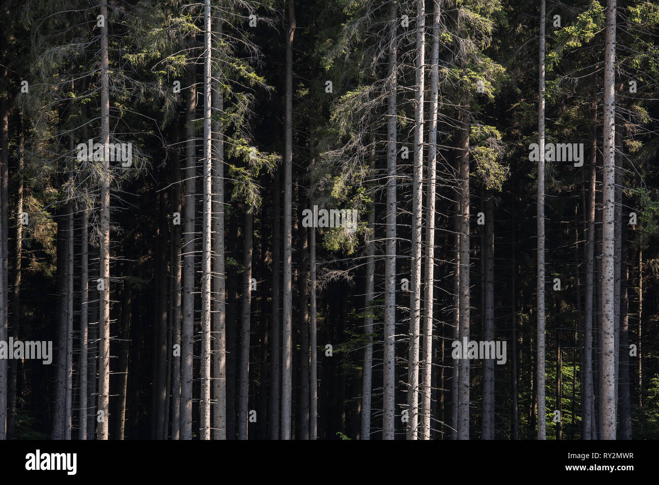 Foresta di Pini di background. Dritto tronchi d'albero. Foto Stock