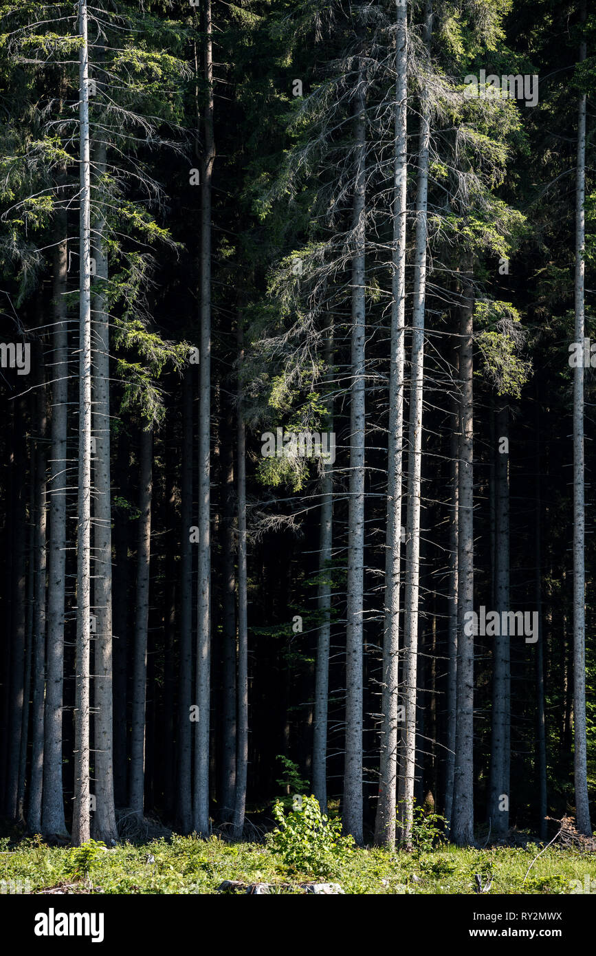 Foresta di Pini di background. Dritto tronchi d'albero. Foto Stock