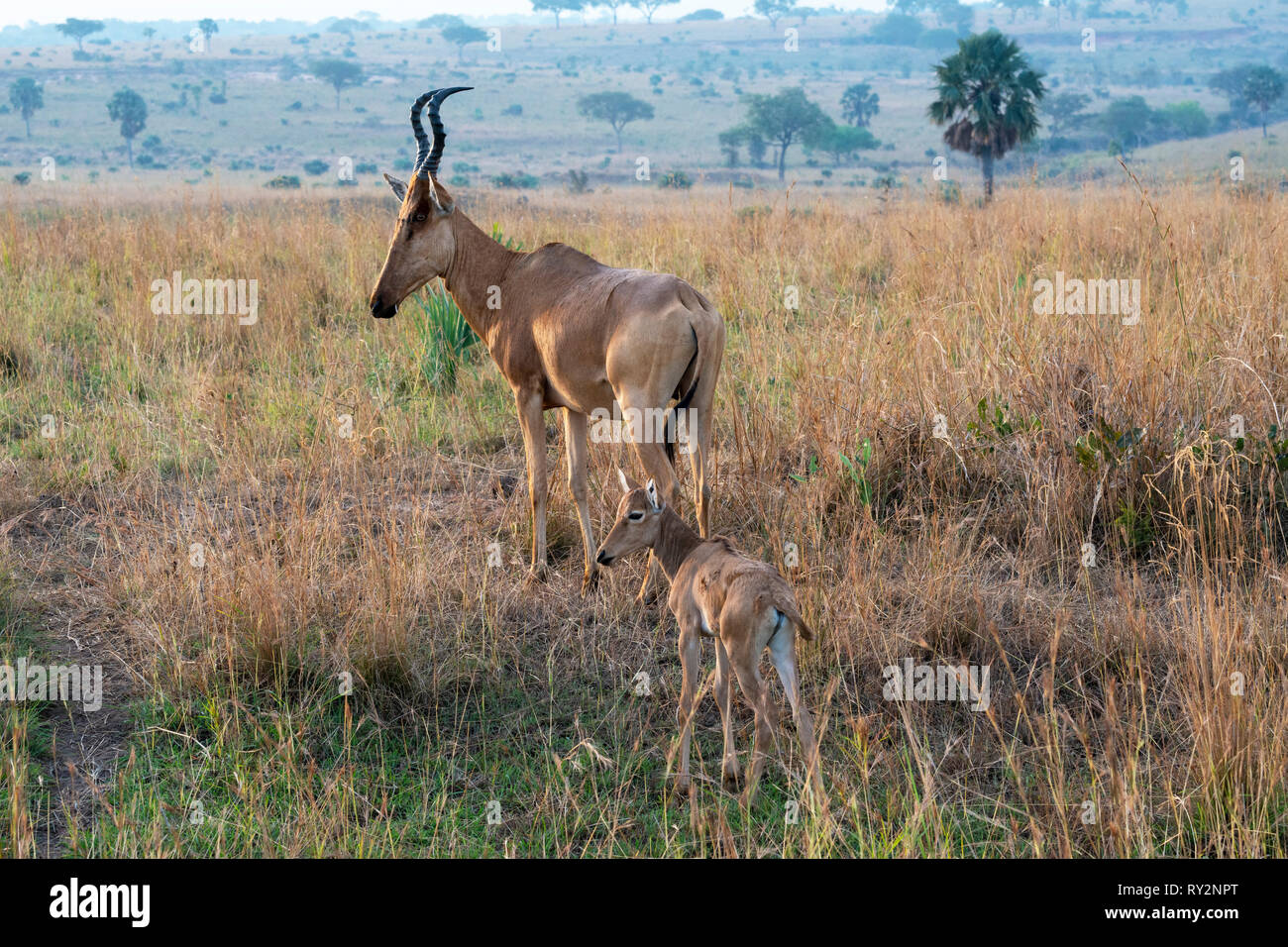 Femmina di Jackson, hartebeest (Alcelaphus buselaphus jacksoni) con il puledro in Murchison Falls National Park, Nord Uganda, Africa orientale Foto Stock