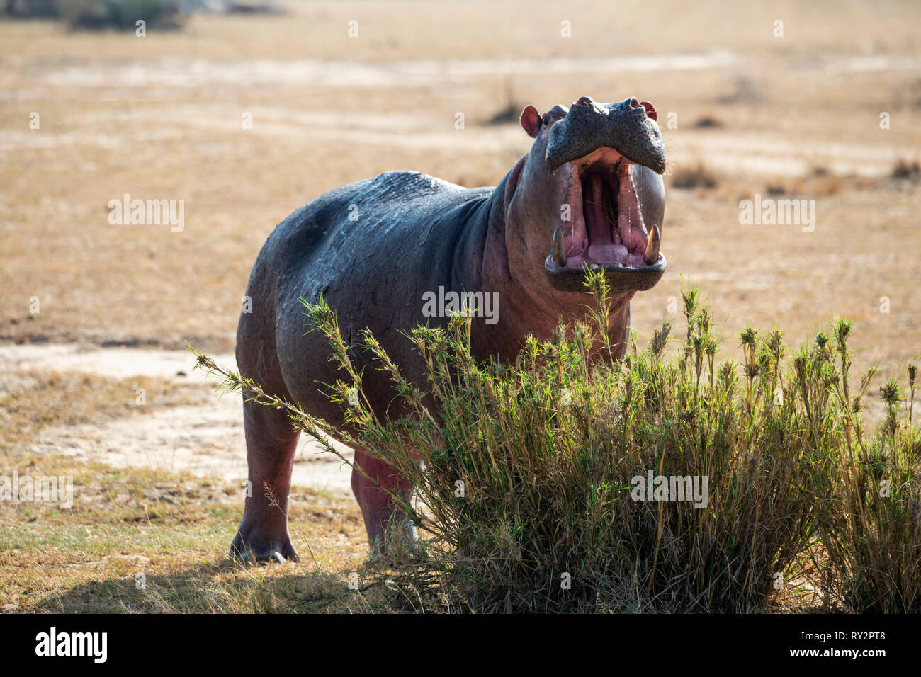 Solitario ippopotamo (Hippopotamus amphibius) vicino al Victoria fiume Nilo in Murchison Falls National Park, Nord Uganda, Africa orientale Foto Stock