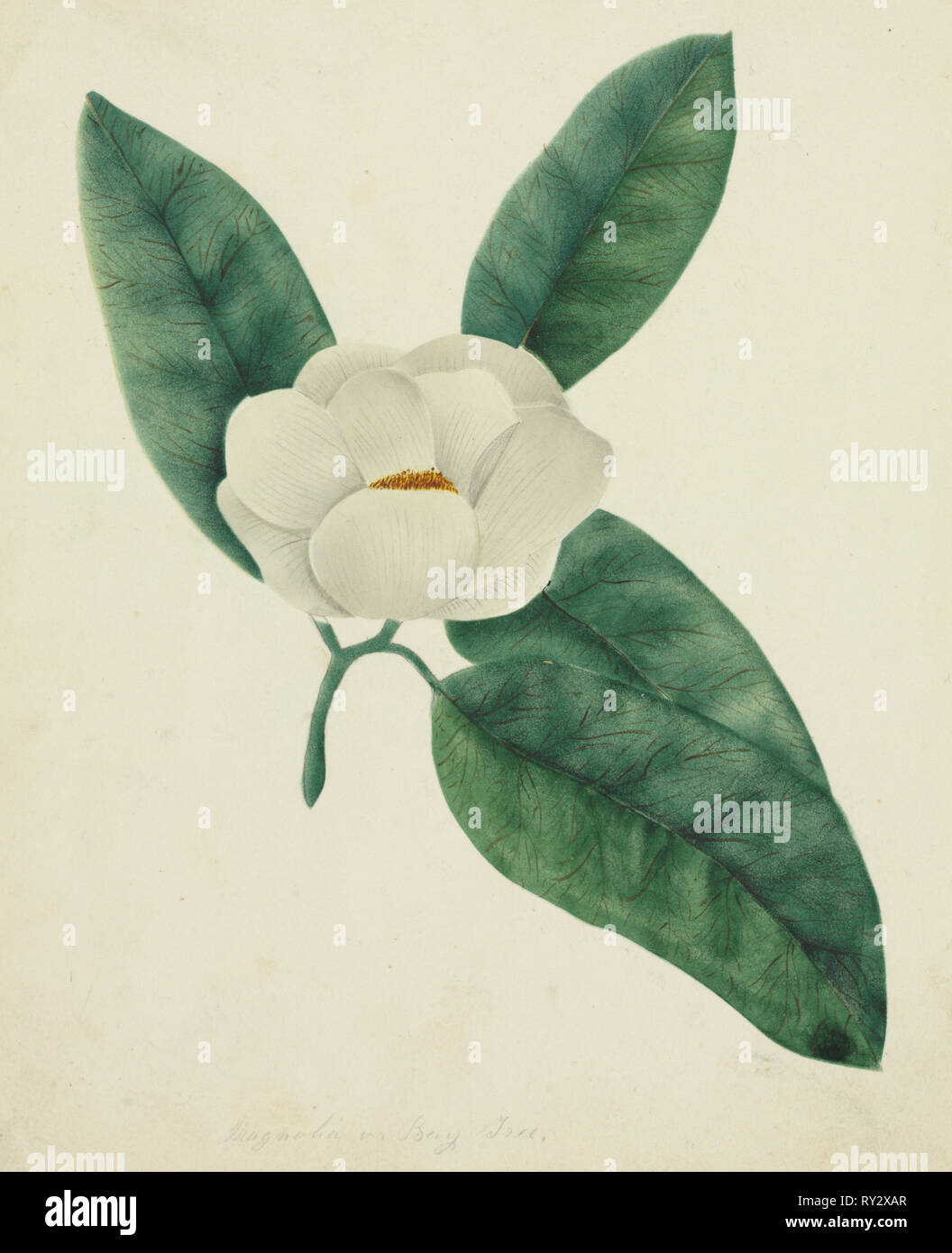 La magnolia. Maria Altha Nims (American, 1817-1907). Acquerello Foto Stock