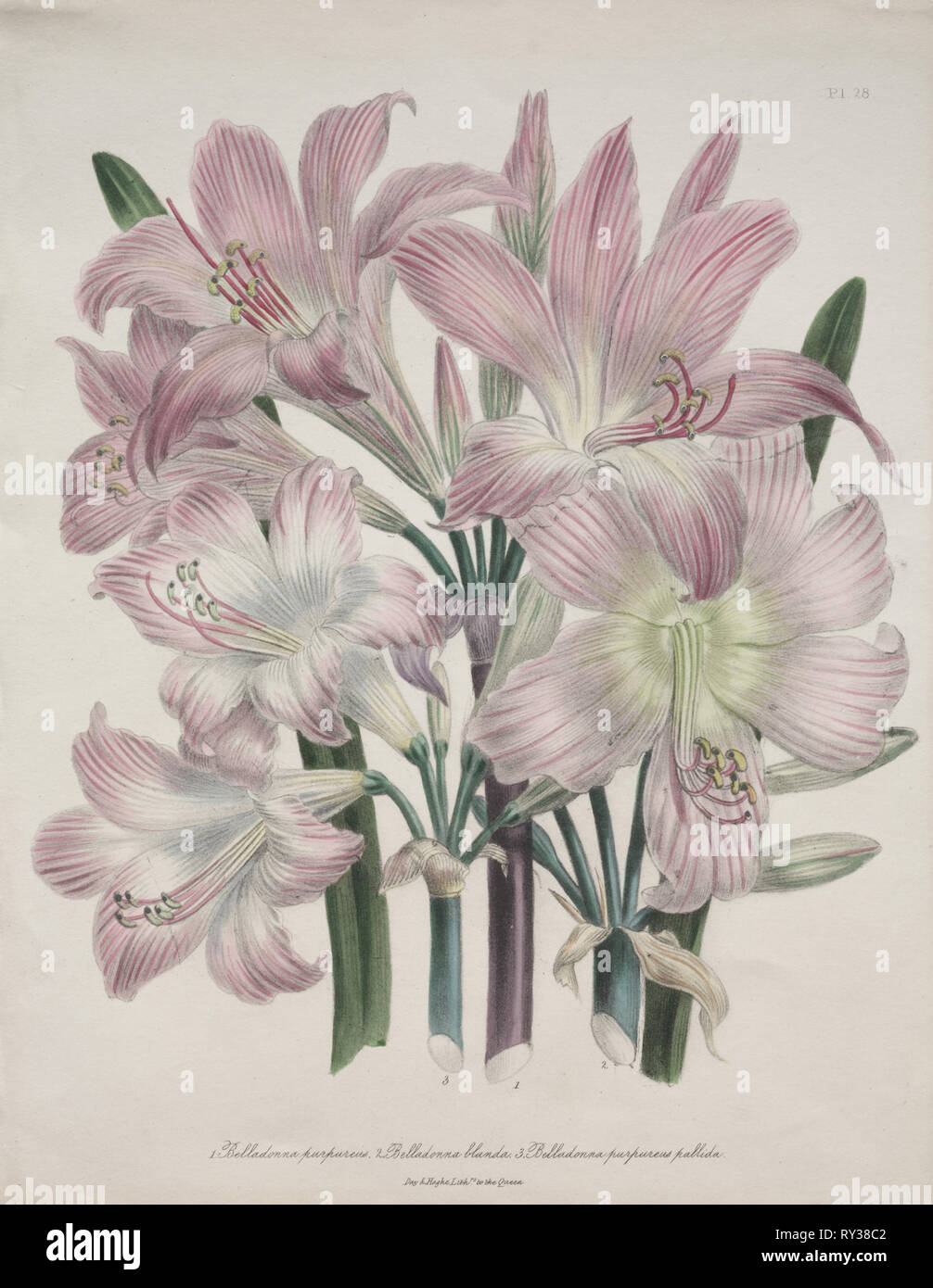 Belladonna Lily: Amaryllis belladonna. Jane Loudon (British, 1807-1858). Litografia Foto Stock