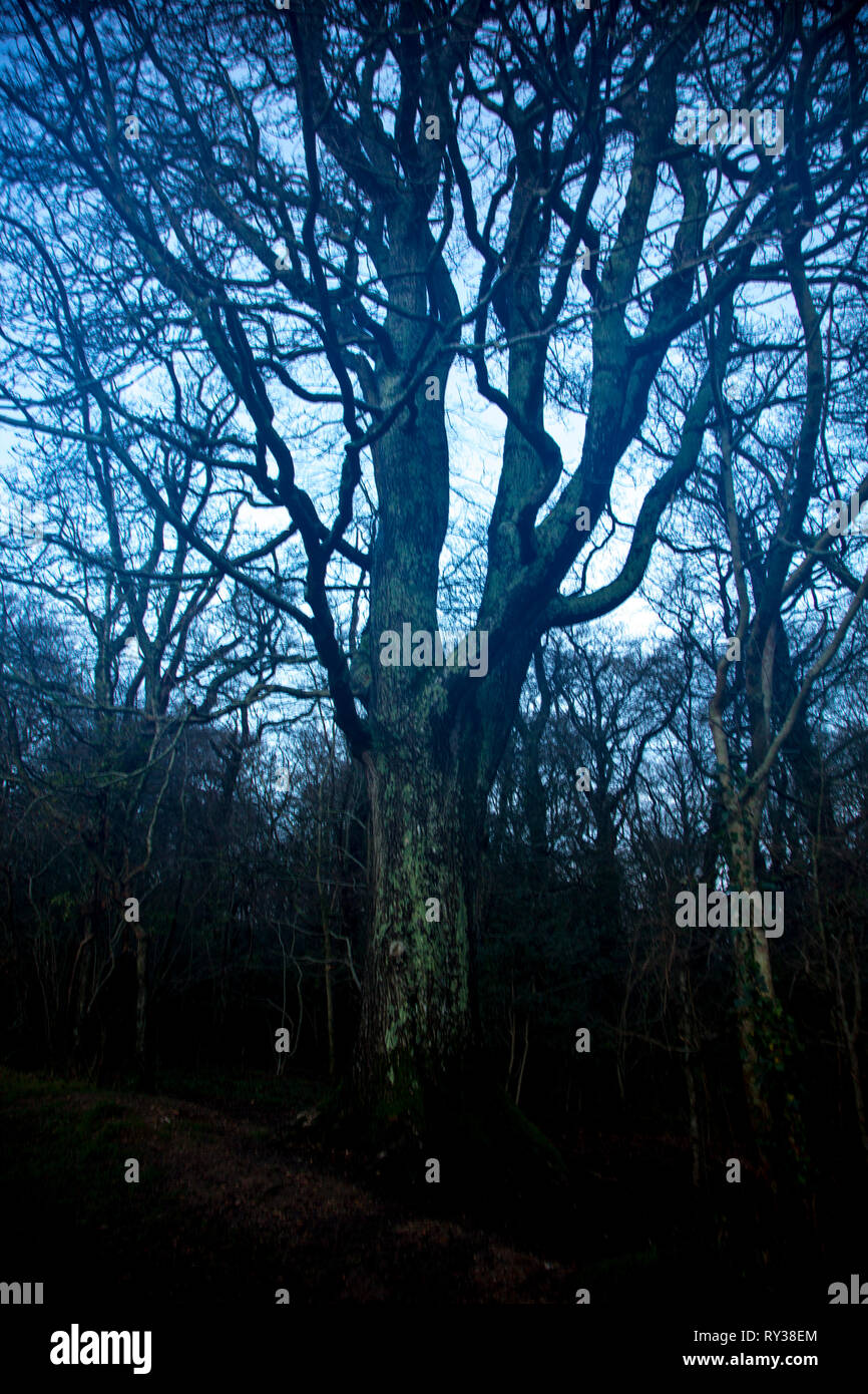 L'inverno,sfrondato,alberi,senza,foglie,silhouette,contro,SKY,blu,misty,boschi,forest,grove,percorso,fangoso,evergreen,Pino Quercia,,miscelati,woodland,Isle of Wight, Foto Stock