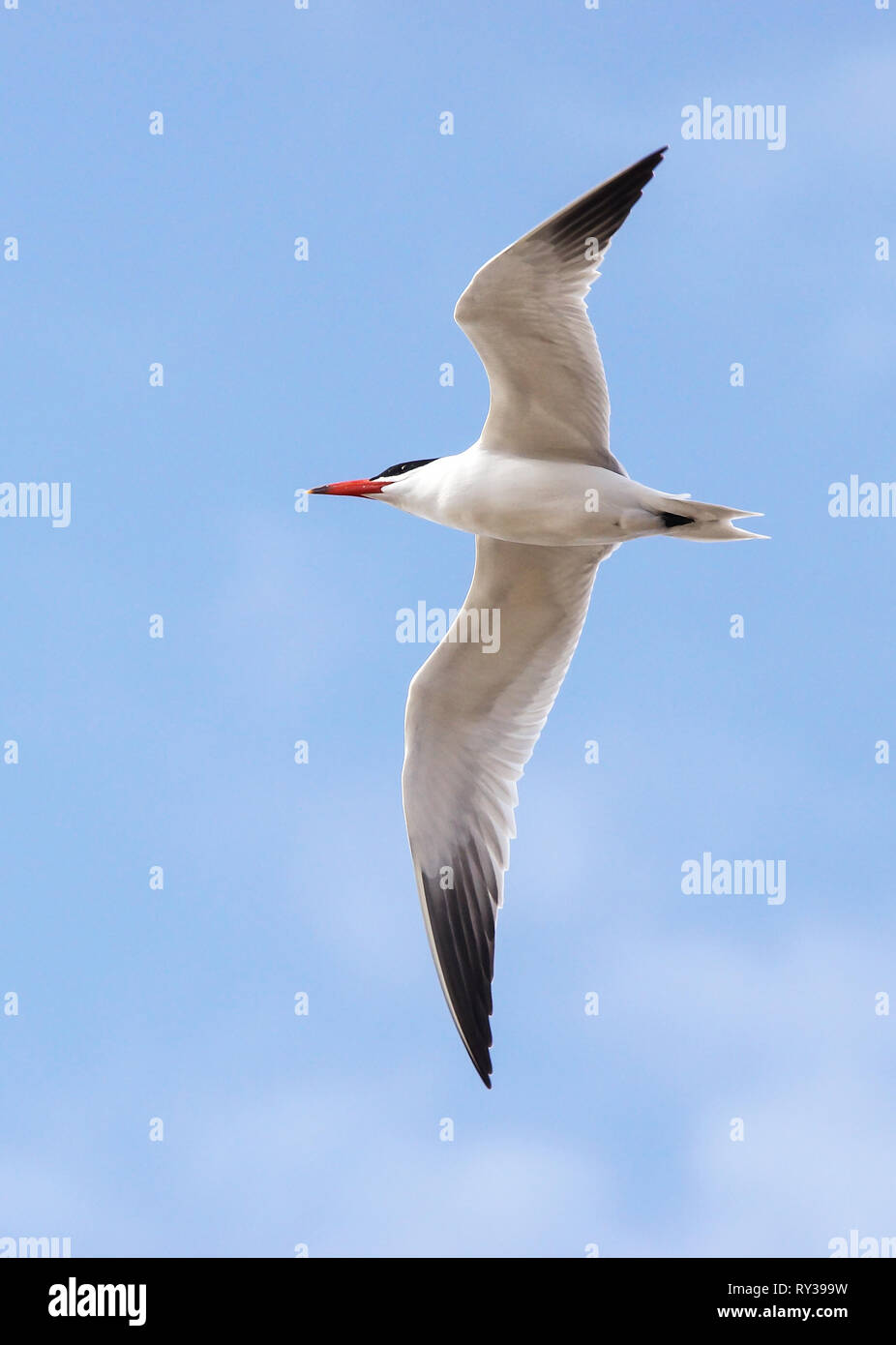 Caspian Tern fly Foto Stock