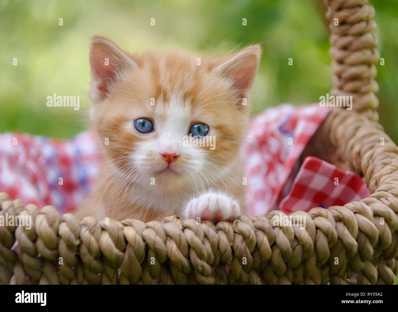 Carino red-tabby-white baby gattino con bellissimi occhi azzurri seduti in un cesto di vimini in un giardino e guardando curiosamente Foto Stock