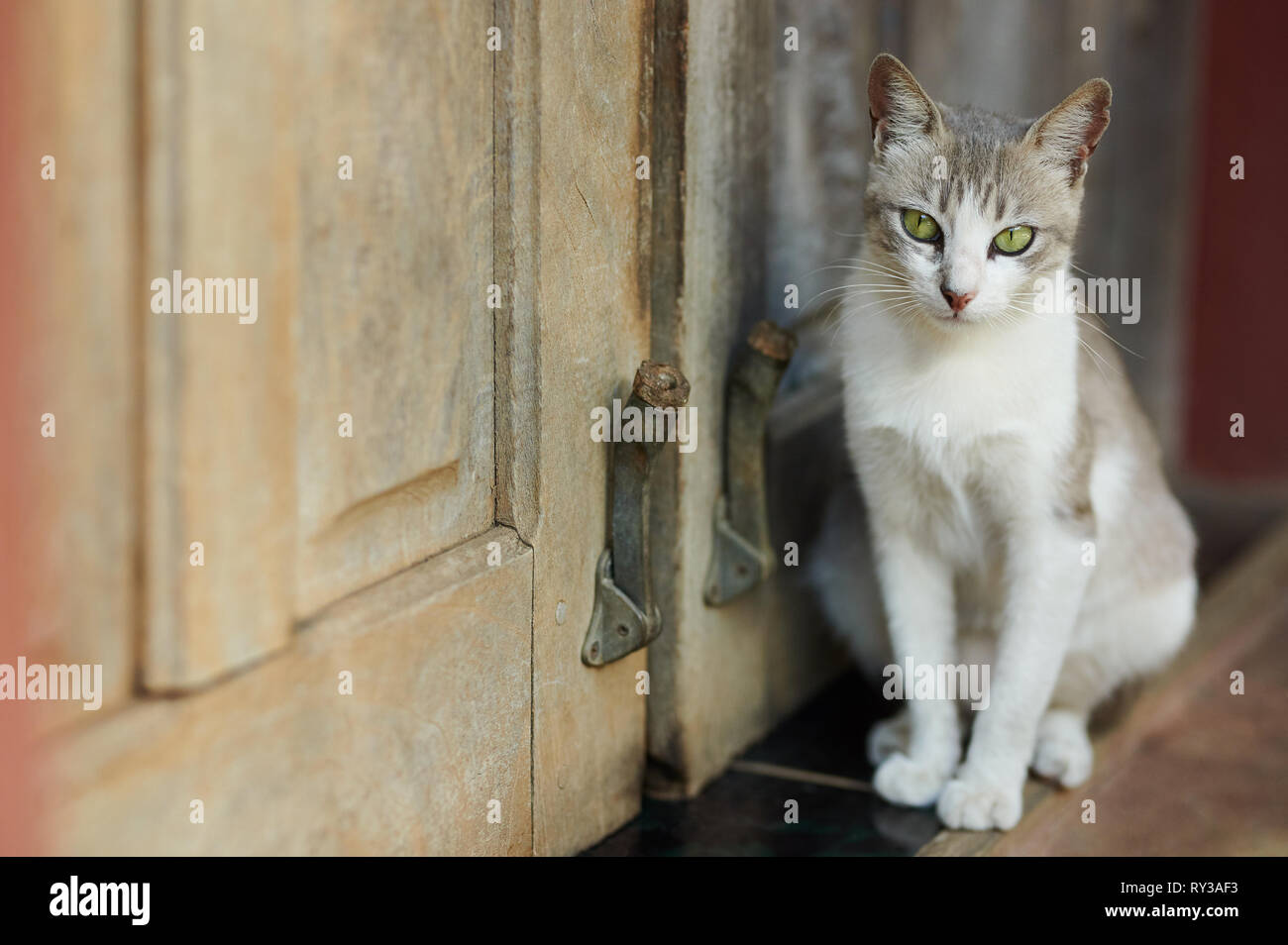 Gatto con gli occhi verdi sedersi accanto alla porta vista ravvicinata Foto Stock