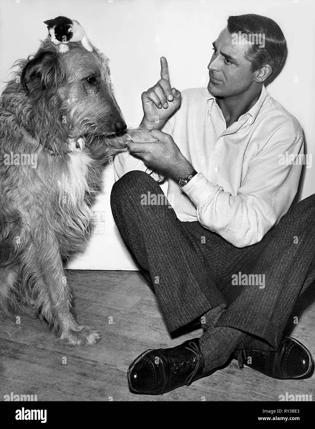 Gatto, cane, CAMERA PER UNA PIÙ, 1952 Foto Stock
