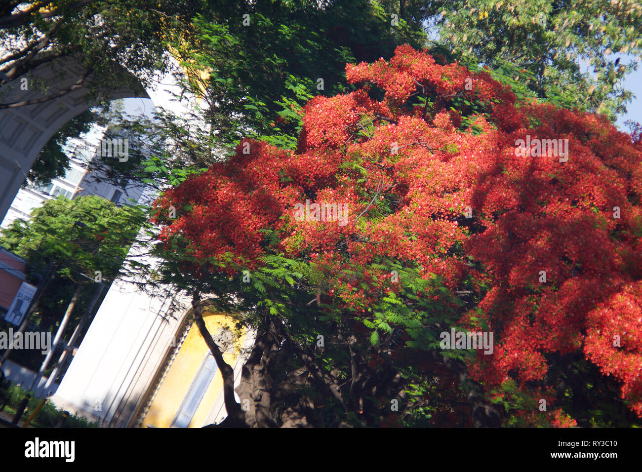 Fiori di colore rosso albero a molla, Los Arcos monumento, Guadalajara, Jalisco, Messico Foto Stock
