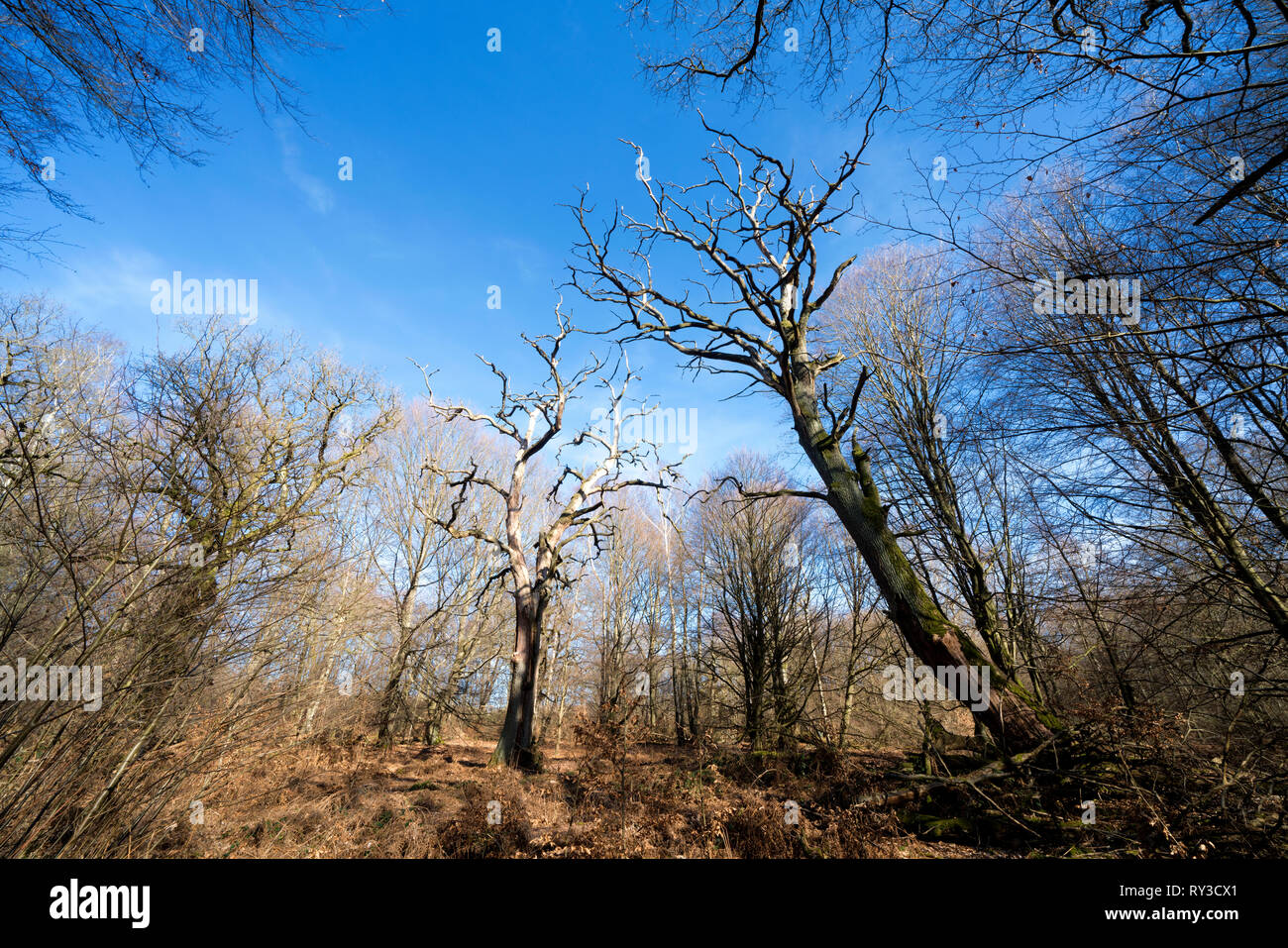 Foresta Sababurg Urwald, Hofgeismar, Weser Uplands, Weserbergland, Hesse, Germania Foto Stock
