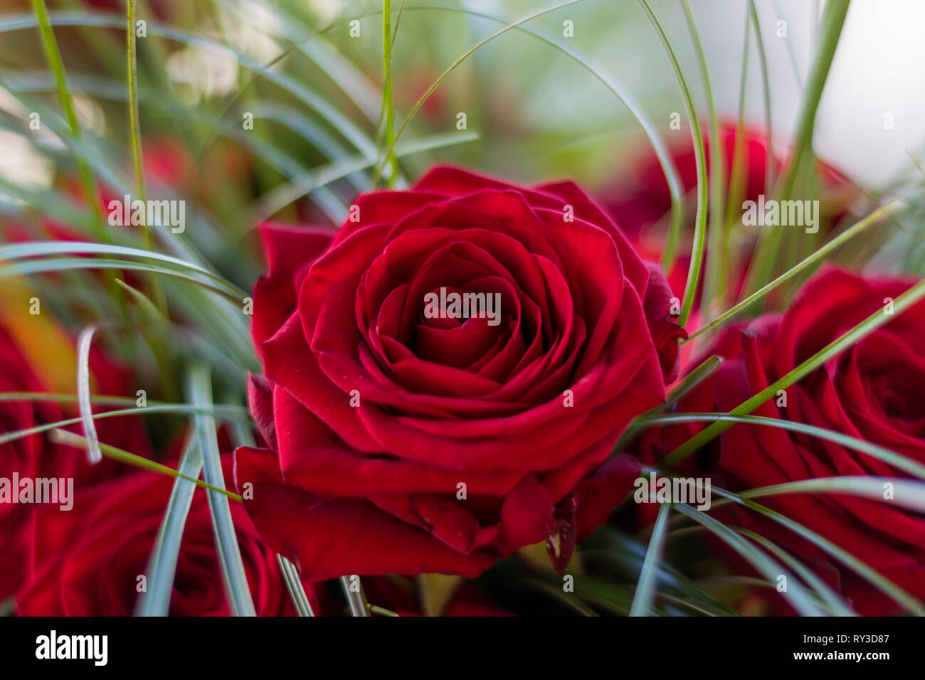 Una rosa di bouquet della sposa Foto Stock