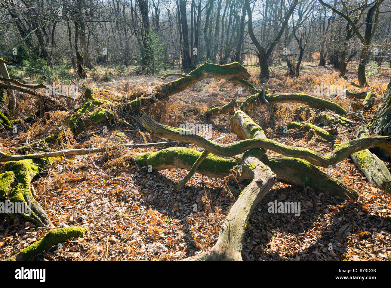 Foresta Sababurg Urwald, Hofgeismar, Weser Uplands, Weserbergland, Hesse, Germania Foto Stock