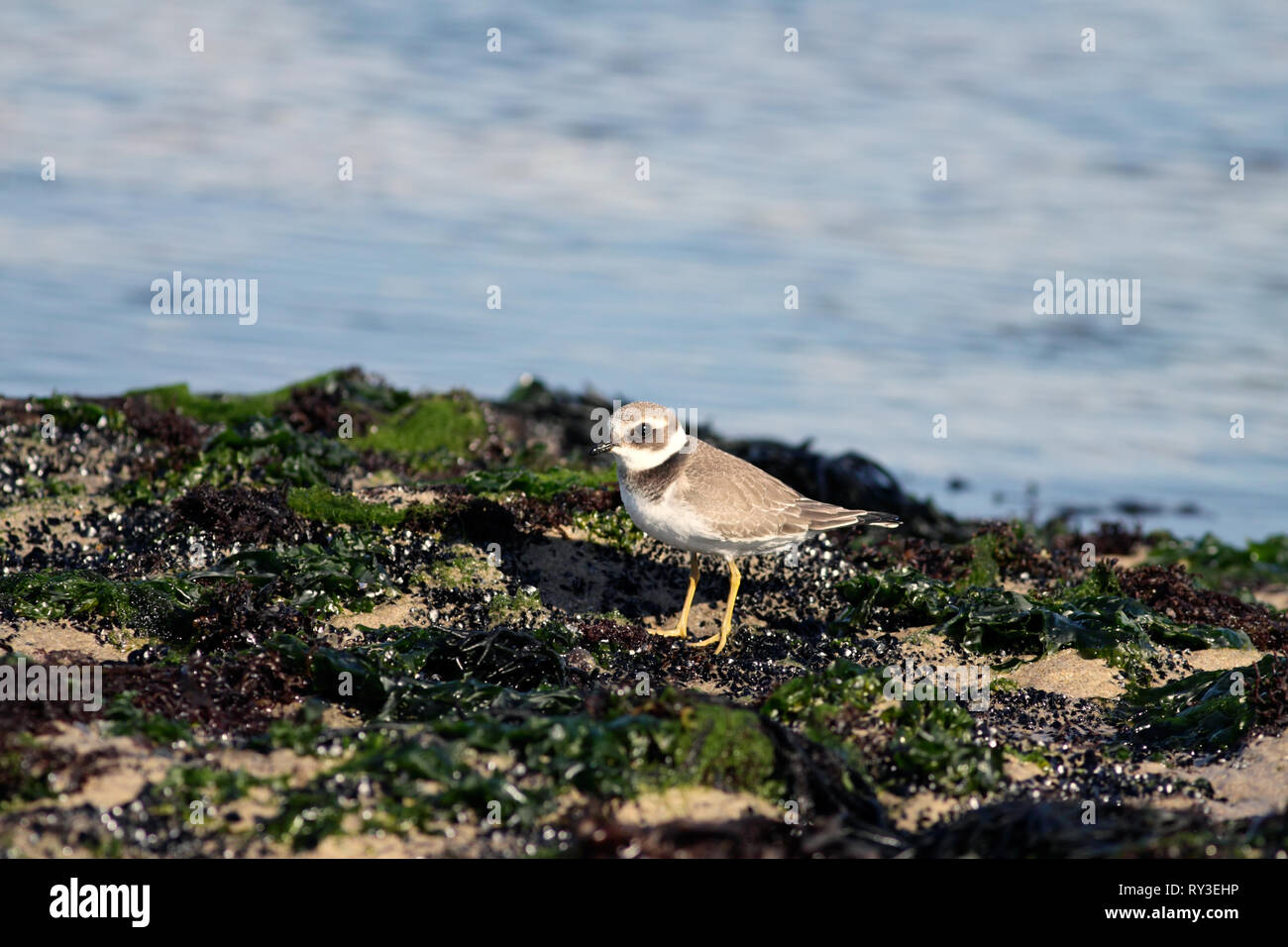 Immagine dettagliata di un piccolo e bellissimo mare bird, plover, durante la bassa marea in un mare del Nord del Portogallo Foto Stock