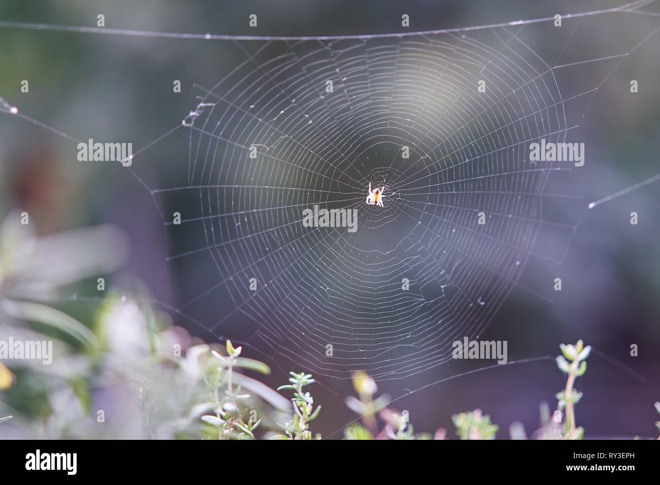 Un giardino europeo spider (Araneus diadematus) nel suo web in un giardino durante i mesi estivi. Formato orizzontale. Foto Stock