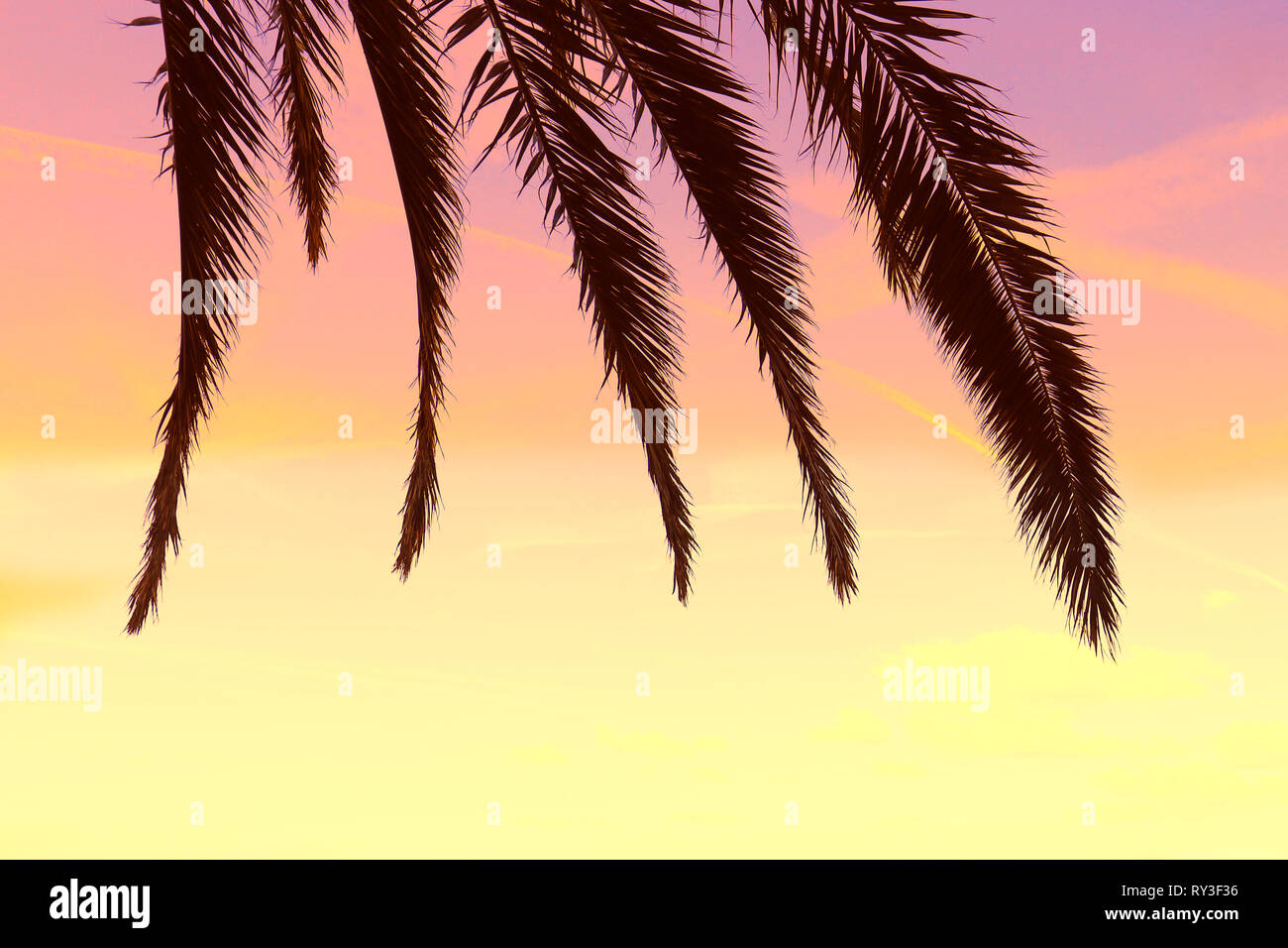 Foglie di palmo contro il Cielo di tramonto gradiente. Natura tropicale sfondo Foto Stock