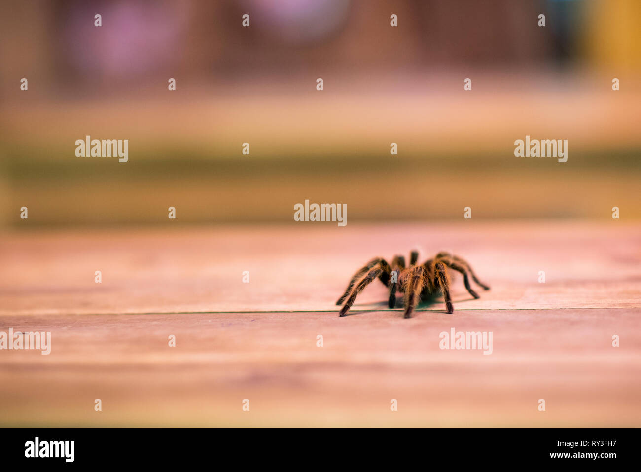 Una tarantola in un bar di pet. Wild hairy aracnide su un tavolo di legno ad Hanoi, Vietnam Foto Stock