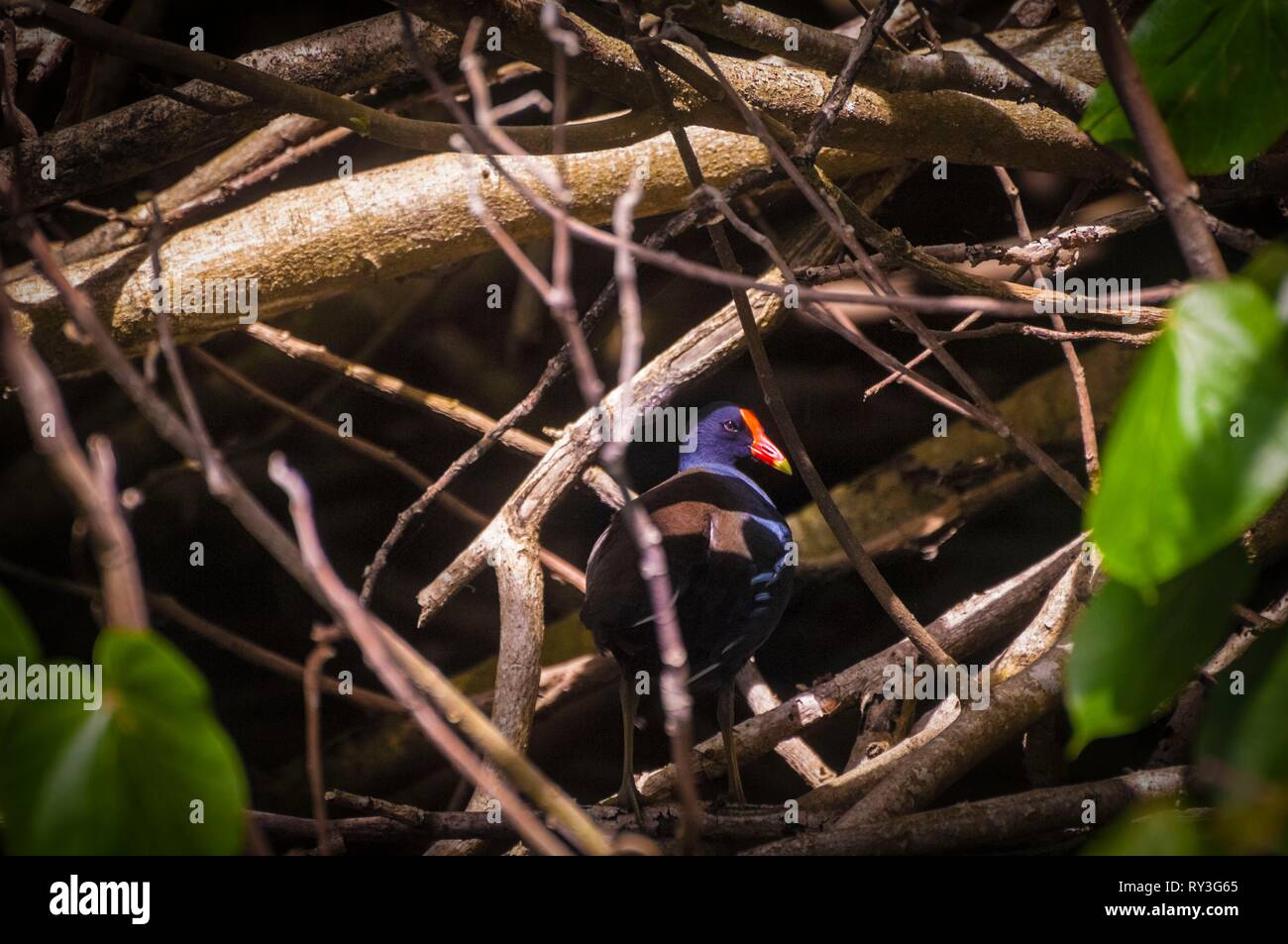 Dominica, Portsmouth, moorhen nascosta sotto i rami del fiume indiano shore Foto Stock