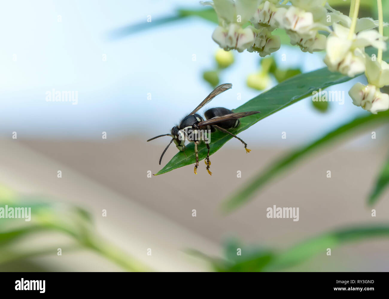 Bald di fronte wasp in appoggio su una foglia, con milkweed pollinia le catene sulle sue gambe. Foto Stock